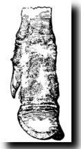 soliped hoof