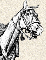 Horsehead2.jpg