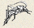 cricket