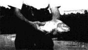 Mutfish.jpg